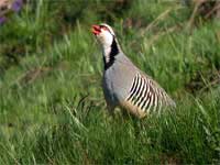 Alectoris graeca 