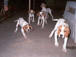 Γέννα Ρόζας 2001