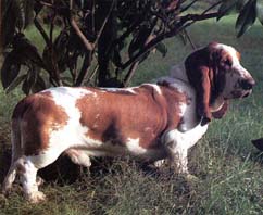BASSET HOUND