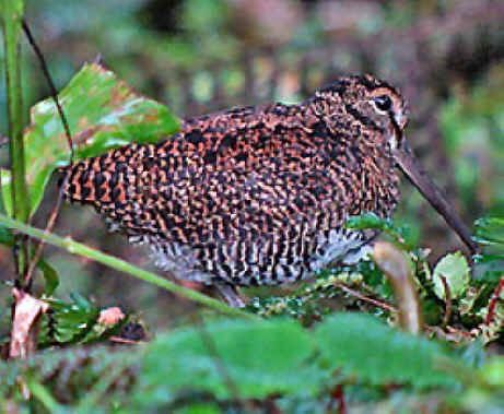  SCOLOPAX  OSENBERGII : ��� ���� ��� �������