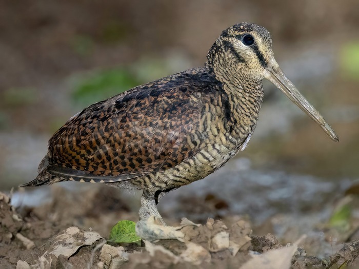  SCOLOPAX BUKIDNONENSIS:  ��� ��is ���������