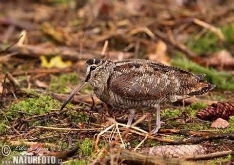  SCOLOPAX  CELEMBENSIS RILEY : 