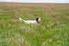 English Setter
