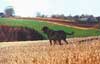 Gordon Setter