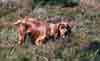 Irish Setter