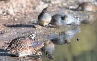 Colinus virginanus