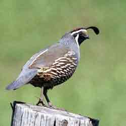 Valley Quail ��������