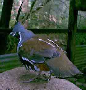 Mountain Quail