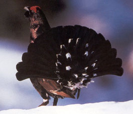 Hybrid Rackelhahn (Tetrao tetrix   x  T urogallus