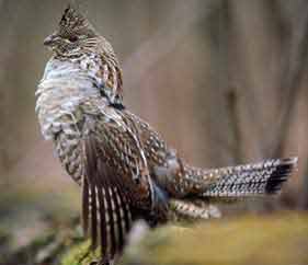 Ruffed Grouse