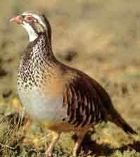 Alectoris Rufa