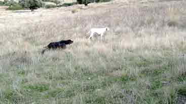 Reno -Niva !!!
