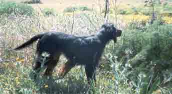 Aoos Niva 