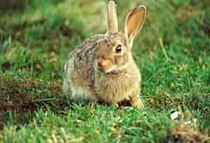 LEPUS CONICULUS !